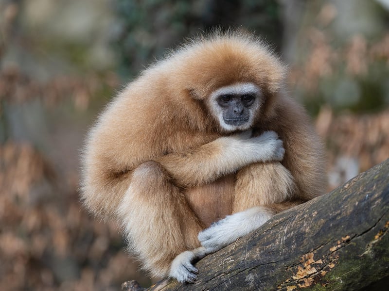 City Zoo